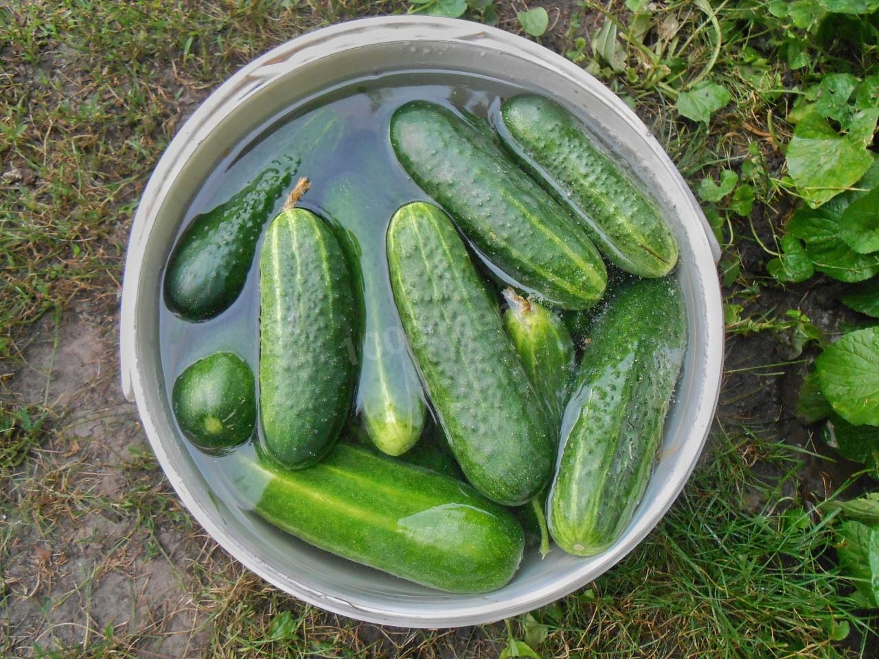 Шаг 1 приготовления Салат из огурцов с укропом на зиму