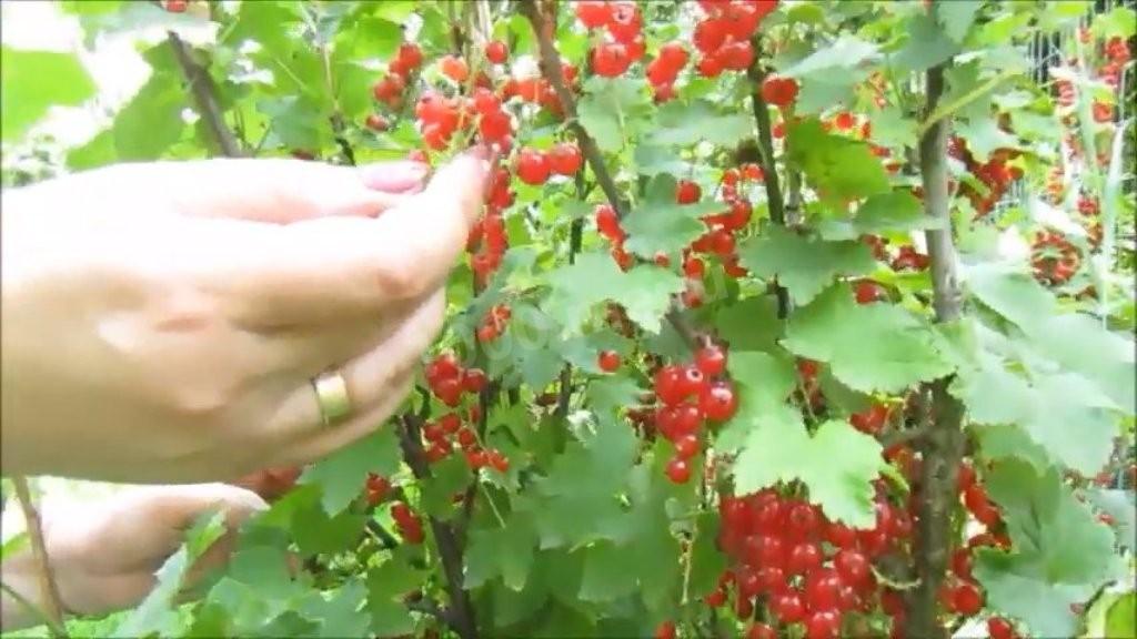 Шаг 1 приготовления Желе из красной смородины на зиму