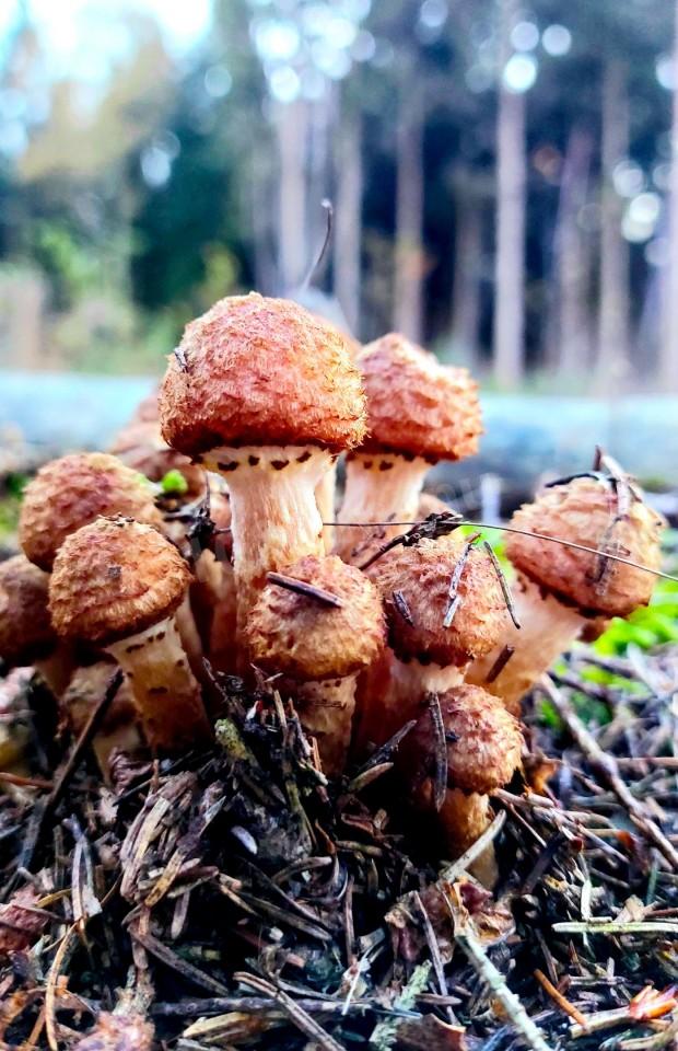 Шаг 1 приготовления Маринованные опята с укропом на зиму