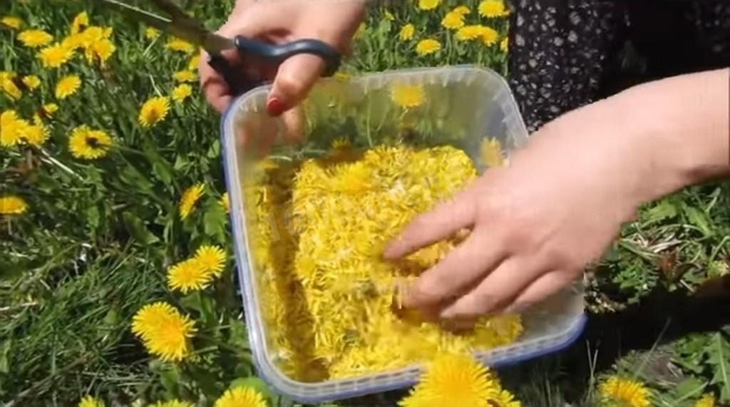 Шаг 2 приготовления Варенье из одуванчиков (одуванчиковый мёд)