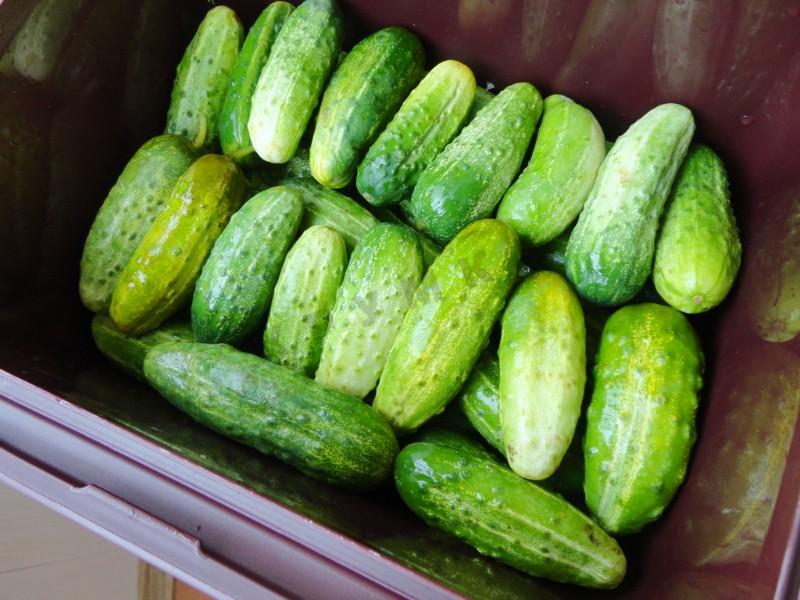 Шаг 5 приготовления Засолка бочковых огурцов на зиму